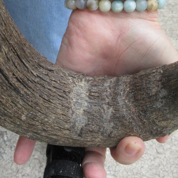 Blue Wildebeest Skull Plate with 24" Horn Spread - $45