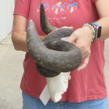  Blue Wildebeest Skull Plate with 24" Horn Spread - $45