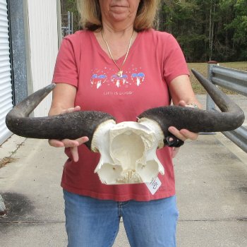  Blue Wildebeest Skull Plate with 24" Horn Spread - $45