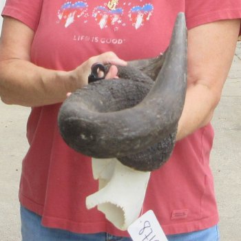  Blue Wildebeest Skull Plate with 24" Horn Spread - $45