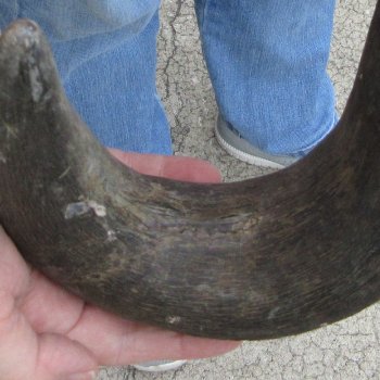  Blue Wildebeest Skull Plate with 24" Horn Spread - $45