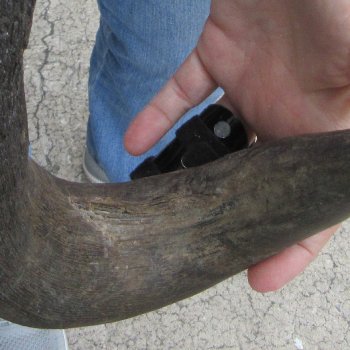  Blue Wildebeest Skull Plate with 24" Horn Spread - $45