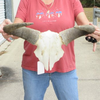 B-Grade African Blue Wildebeest Skull Plate with 18" Horn Spread - $25