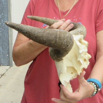 B-Grade African Blue Wildebeest Skull Plate with 18" Horn Spread - $25