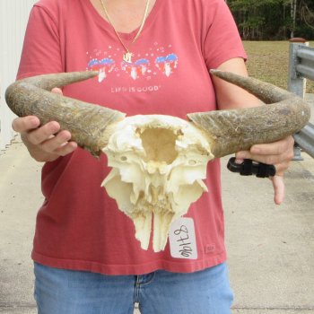 B-Grade African Blue Wildebeest Skull Plate with 18" Horn Spread - $25