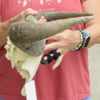 B-Grade African Blue Wildebeest Skull Plate with 18" Horn Spread - $25