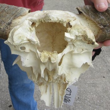 B-Grade African Blue Wildebeest Skull Plate with 18" Horn Spread - $25