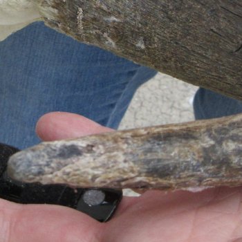 B-Grade African Blue Wildebeest Skull Plate with 18" Horn Spread - $25