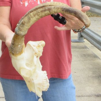 B-Grade African Goat Skull with 20 inch horns for $95