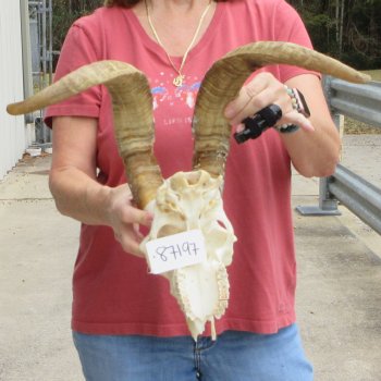 B-Grade African Goat Skull with 20 inch horns for $95