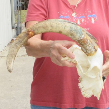 B-Grade African Goat Skull with 20 inch horns for $95