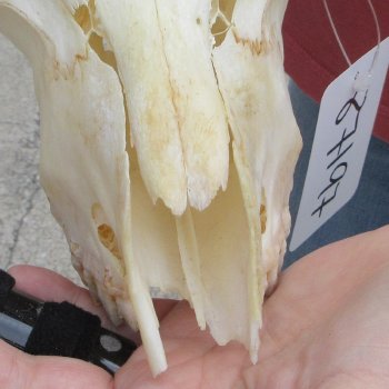 B-Grade African Goat Skull with 20 inch horns for $95