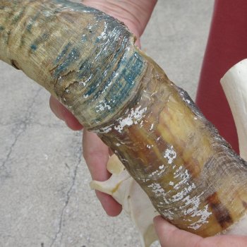 B-Grade African Goat Skull with 20 inch horns for $95