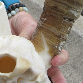 B-Grade African Goat Skull with 20 inch horns for $95