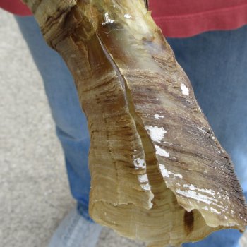 B-Grade African Goat Skull with 20 inch horns for $95