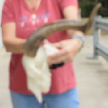 B-Grade African Goat Skull with 20-1/2 inch horns for $95