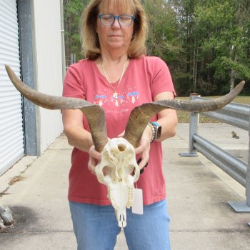 B-Grade African Goat Skull with 20-1/2 inch horns for $95