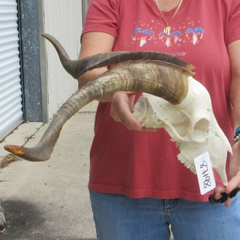 B-Grade African Goat Skull with 20-1/2 inch horns for $95
