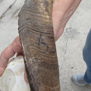 B-Grade African Goat Skull with 20-1/2 inch horns for $95