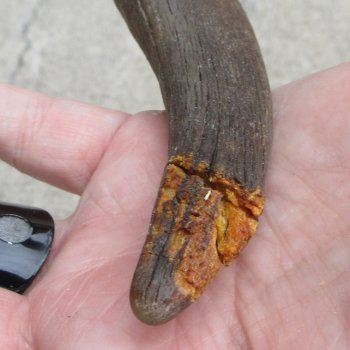 B-Grade African Goat Skull with 20-1/2 inch horns for $95