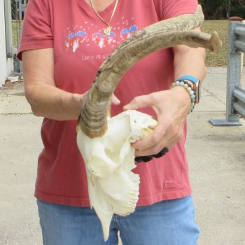 B-Grade African Goat Skull with 20 inch horns for $95