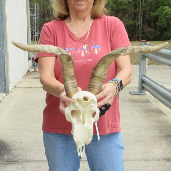 B-Grade African Goat Skull with 20 inch horns for $95