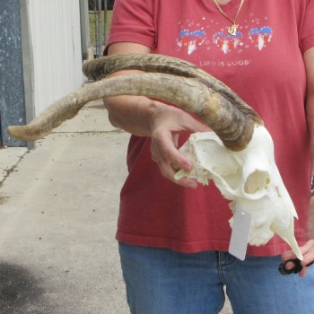 B-Grade African Goat Skull with 20 inch horns for $95