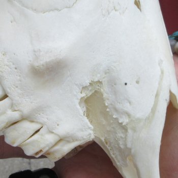 B-Grade African Goat Skull with 20 inch horns for $95