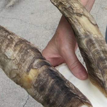 B-Grade African Goat Skull with 20 inch horns for $95