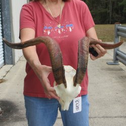 B-Grade African Goat Skull with 22 inch horns for $95