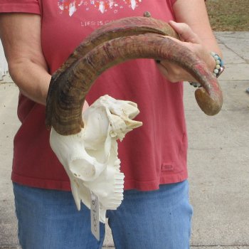 B-Grade African Goat Skull with 22 inch horns for $95