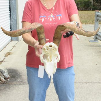 B-Grade African Goat Skull with 22 inch horns for $95