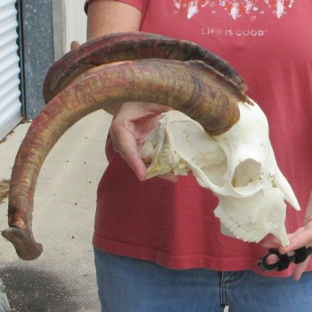 B-Grade African Goat Skull with 22 inch horns for $95
