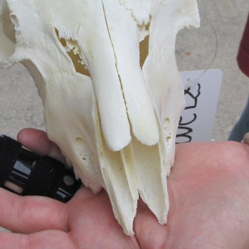 B-Grade African Goat Skull with 22 inch horns for $95