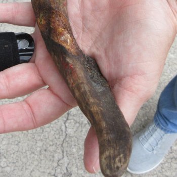 B-Grade African Goat Skull with 22 inch horns for $95