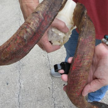 B-Grade African Goat Skull with 22 inch horns for $95