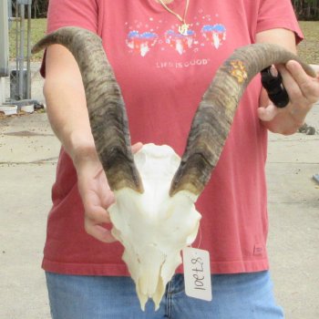 B-Grade African Goat Skull with 17 inch horns for $95