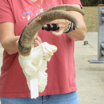B-Grade African Goat Skull with 17 inch horns for $95