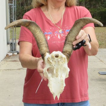 B-Grade African Goat Skull with 17 inch horns for $95