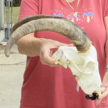 B-Grade African Goat Skull with 17 inch horns for $95