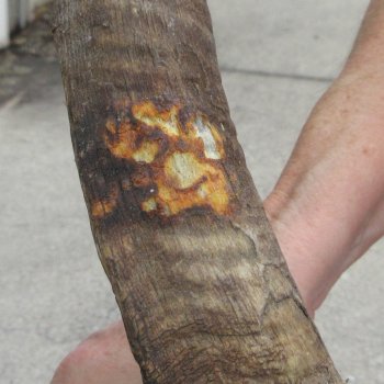 B-Grade African Goat Skull with 17 inch horns for $95