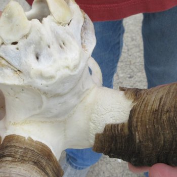 B-Grade African Goat Skull with 17 inch horns for $95