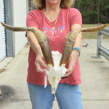 B-Grade African Goat Skull with 20 inch horns for $95