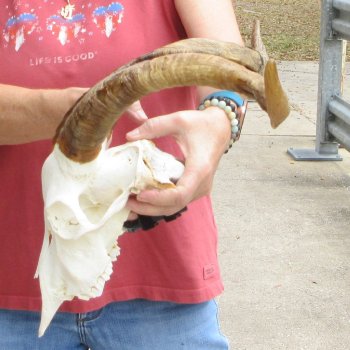 B-Grade African Goat Skull with 20 inch horns for $95