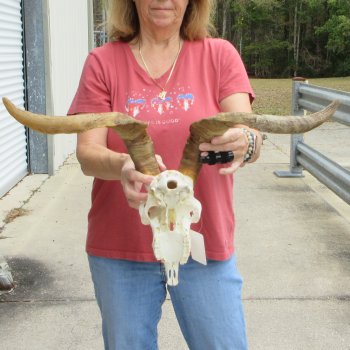 B-Grade African Goat Skull with 20 inch horns for $95