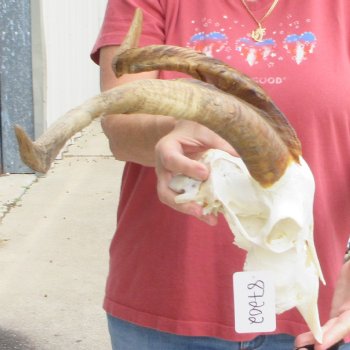 B-Grade African Goat Skull with 20 inch horns for $95