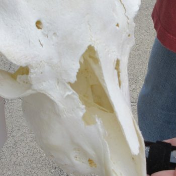 B-Grade African Goat Skull with 20 inch horns for $95