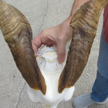 B-Grade African Goat Skull with 20 inch horns for $95