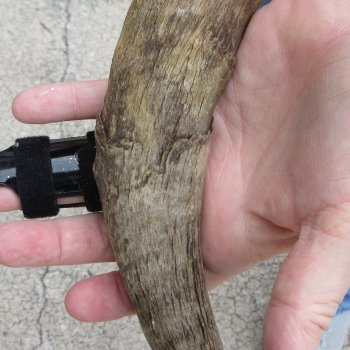 B-Grade African Goat Skull with 20 inch horns for $95