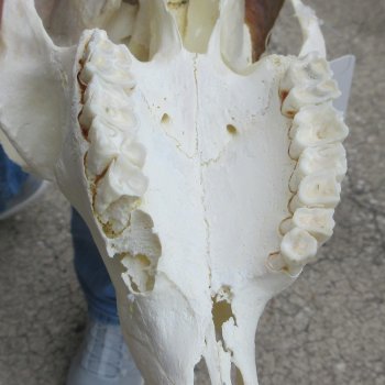 B-Grade African Goat Skull with 20 inch horns for $95